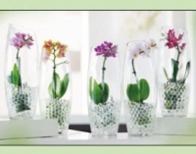 Mini-Phalaenopsis 6.99 €