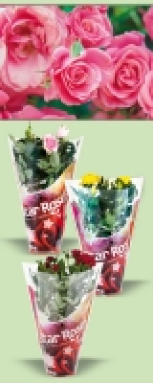 Topfrose 1.99 €