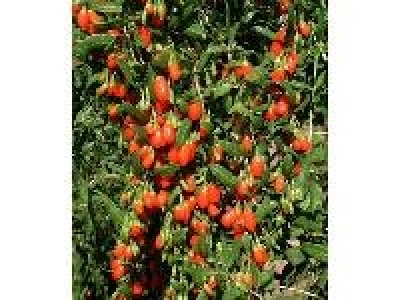 AMO Goji-Beere 6.99&nbsp;&euro;