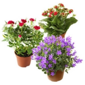 Bl&uuml;hpflanzen-Mix 1.99&nbsp;&euro;