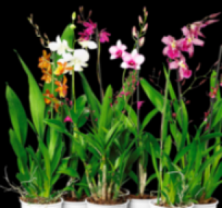 Verschiedene Orchideen 6.99&nbsp;&euro;