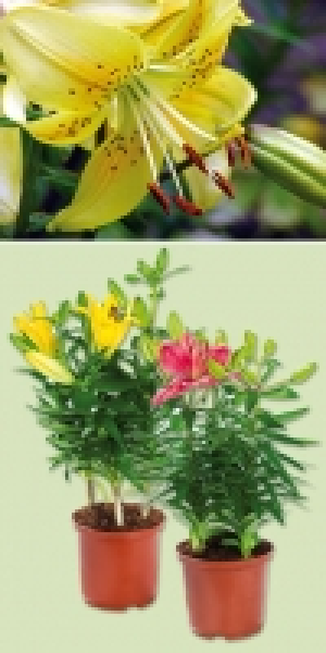 Asiatische Lilie 1.99&nbsp;&euro;