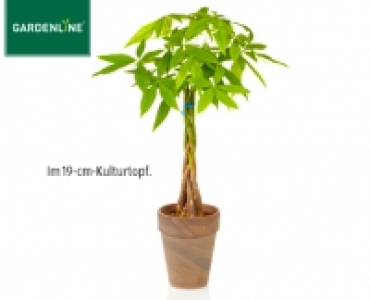 GARDENLINE®Pflanzenrarität