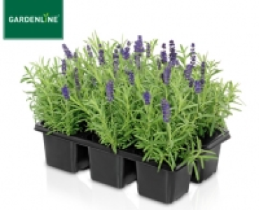 GARDENLINE®Lavendel 3.49 €