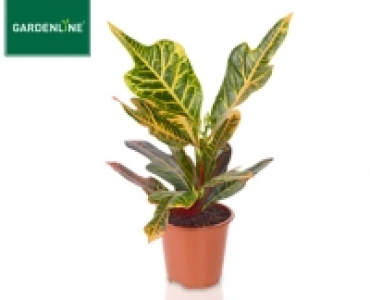 GARDENLINE®Grünpflanze