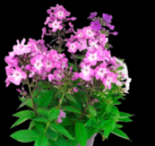 Flammenblume 4.99&nbsp;&euro;