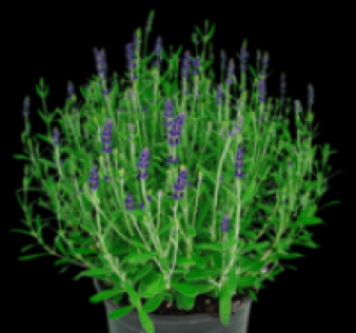 Lavendel 3.99 €