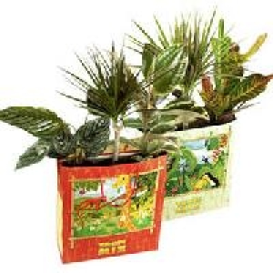 3 Grünpflanzen in einer Tragetasche 5.99 €