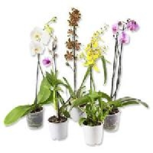 Orchideen 4.44 €