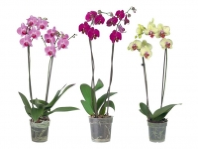 Schmetterlingsorchidee (Phalaenopsis) 6.99&nbsp;&euro;
