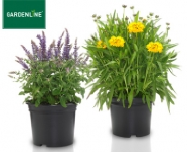GARDENLINE&reg;Staudenmix
