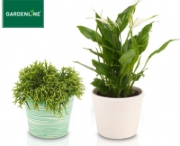 GARDENLINE&reg;Mediterrane Bl&uuml;h- und Gr&uuml;npflanze