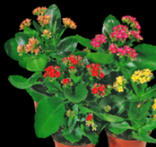 Kalanchoe 1.79 €