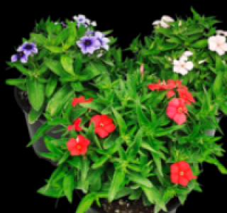 Flammenblume 1.49&nbsp;&euro;