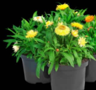 Strohblume 1.99&nbsp;&euro;