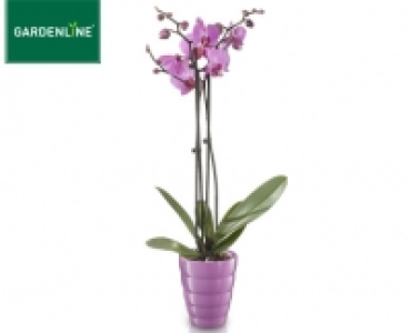 GARDENLINE®Orchidee im Keramiktopf