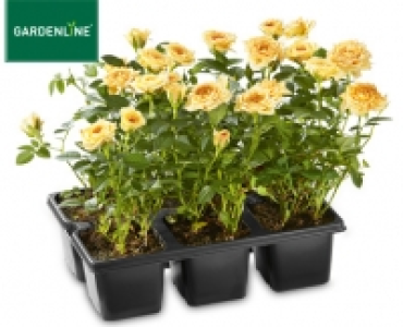 GARDENLINE®Rosen im 6er-Tray