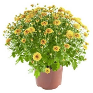 Chrysanthemen-Busch 4.99 €