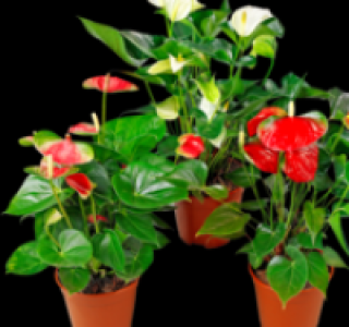 Flamingoblume 3.99 €