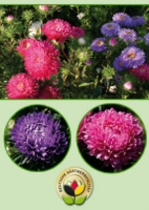 Sommeraster 1.99&nbsp;&euro;