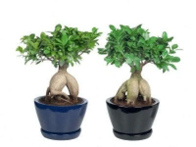 Bonsai 12.99 €