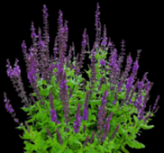 Lavendel 0.99 €