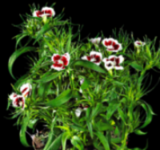 Bartnelke 0.99 €