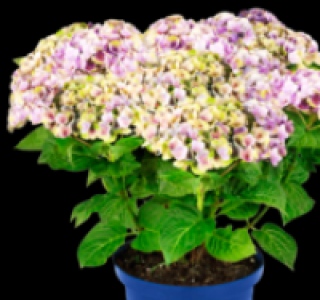Hortensie 9.99 €