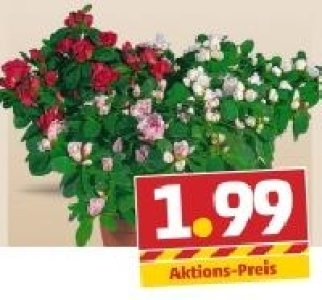 Azaleen 1.99 €