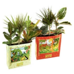 3 Gr&uuml;npflanzen in einer T&uuml;te 5.99&nbsp;&euro;