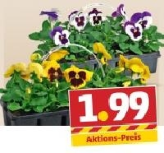 Viola F1 (gro&szlig;blumig) oder Viola Cornuta (kleinblumig)