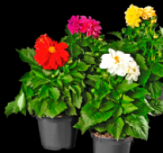 Dahlien 1.49 €