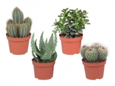 Kaktus oder Sukkulente 2.49&nbsp;&euro;