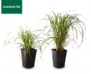 GARDENLINE®Winterhartes Ziergras