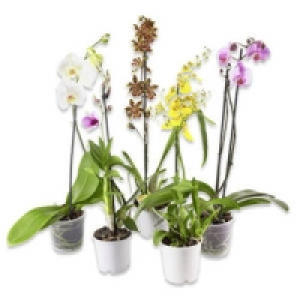 Orchideen-Mix 5.99 €