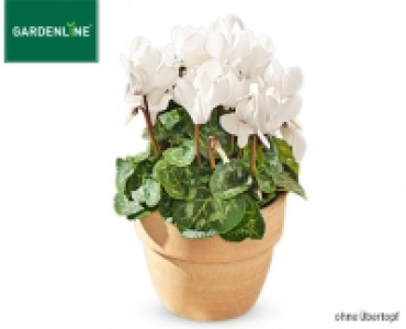 GARDENLINE&reg;Alpenveilchen 1.49&nbsp;&euro;