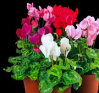 Cyclamen 1.79&nbsp;&euro;