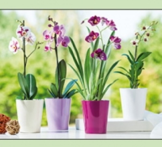 Orchideen 5.99 €