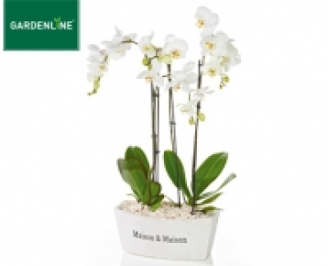 GARDENLINE®Exklusives Orchideen-Arrangement 17.99 €