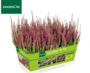 GARDENLINE&reg;Erica Calluna