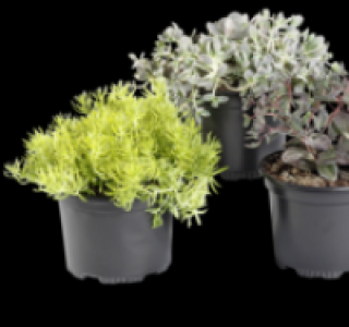 Herbstzauber 1.79 €