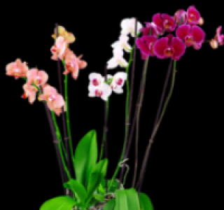 Phalaenopsis 6.99&nbsp;&euro;
