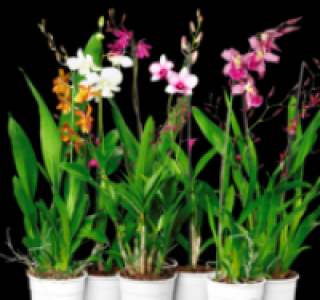 Orchideen 6.99 €