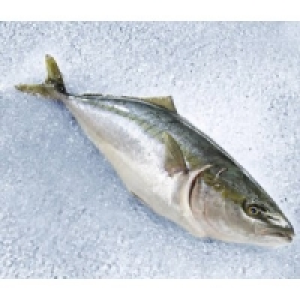 K&ouml;nigs-/Gelbschwanzmakrele