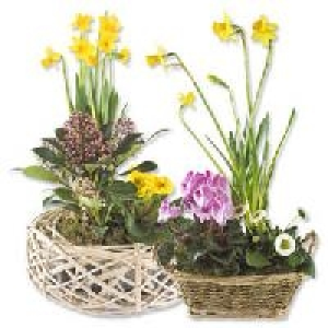 Bepflanzte Gef&auml;&szlig;e 6.99&nbsp;&euro;