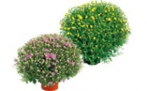 Chrysanthemen Busch 2.99 €