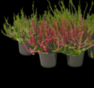 Calluna 0.69 €