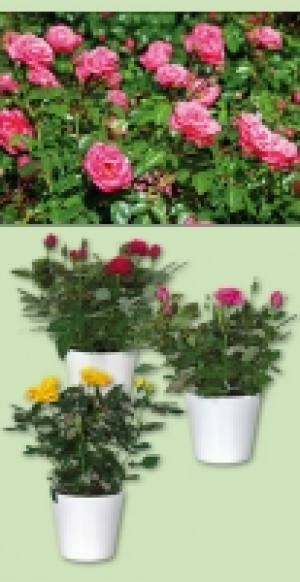 Topfrose 1.99 €