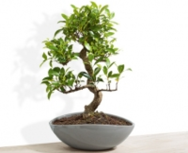 GARDENLINE&reg;Bonsai