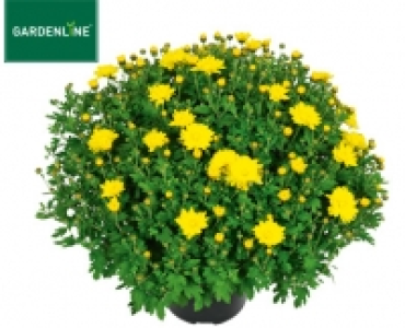 GARDENLINE®Bauern-Chrysantheme 2.39 €